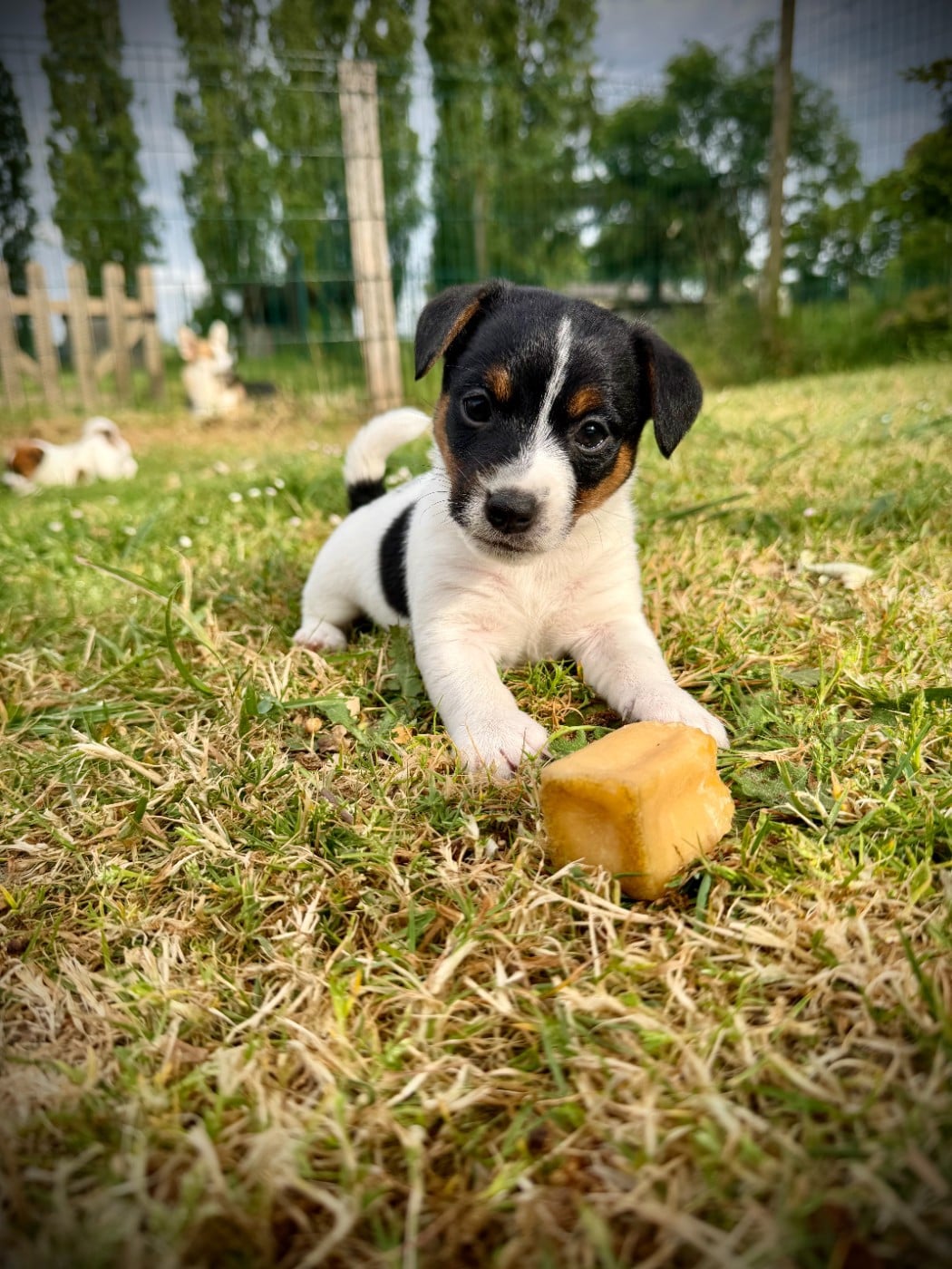 Jack Russell Terrier - De L'arche De Chambord