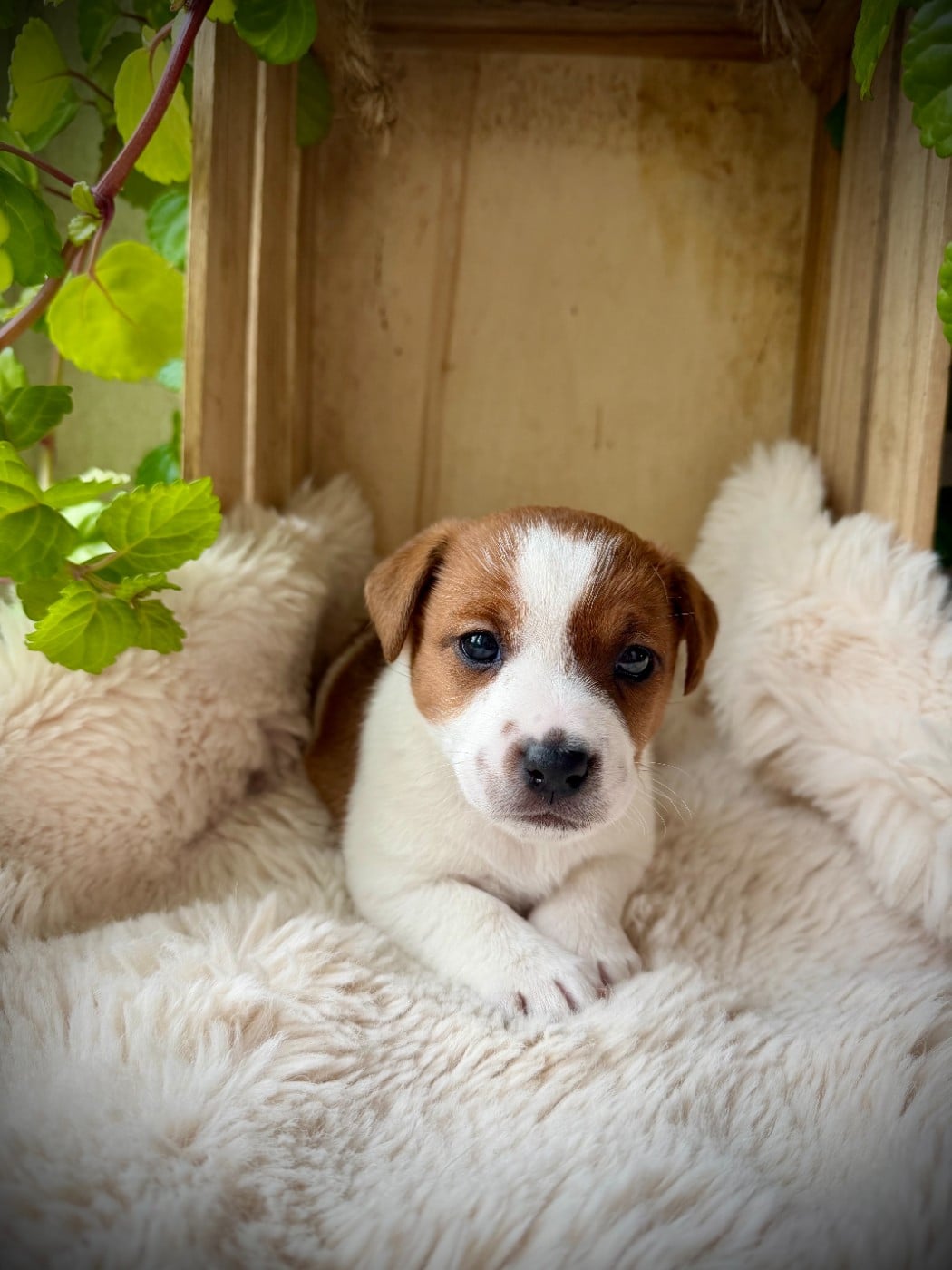 Jack Russell Terrier - De L'arche De Chambord