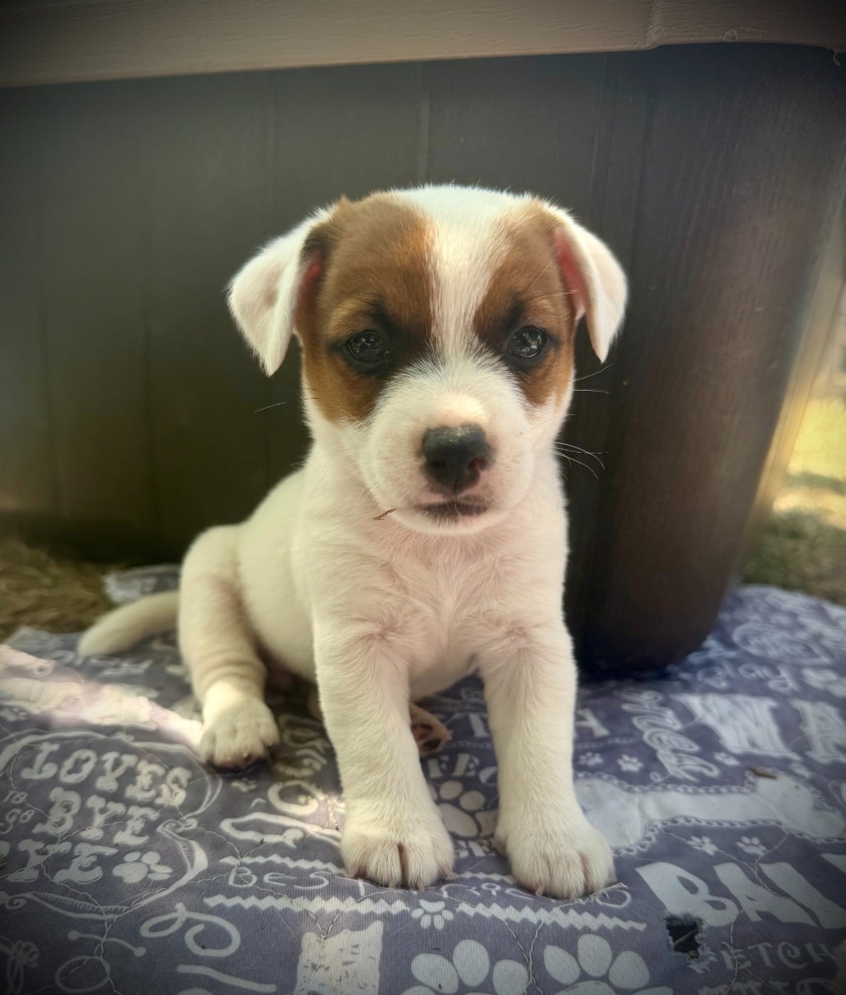 Femelle 3 - Jack Russell Terrier