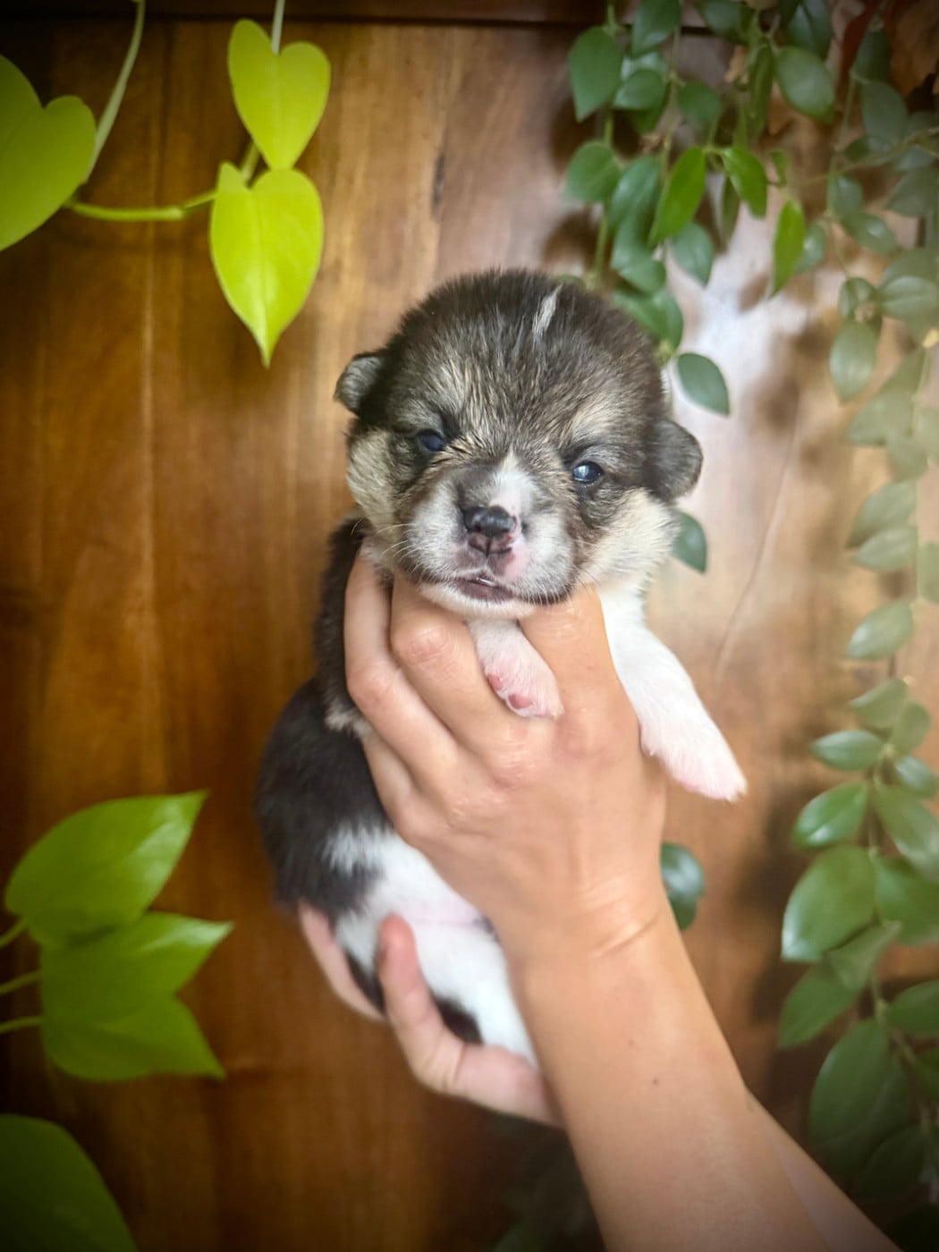 Femelle Orange - Welsh Corgi Pembroke