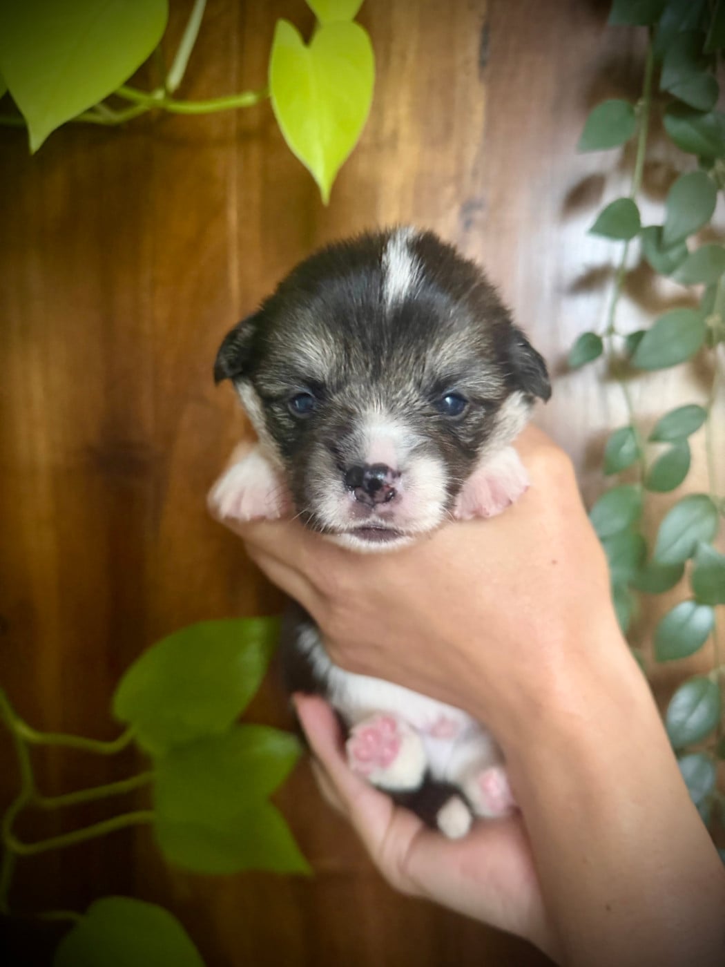 Male Vert foncé - Welsh Corgi Pembroke