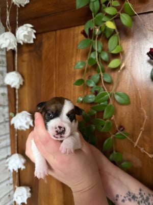 Male 2 - Jack Russell Terrier