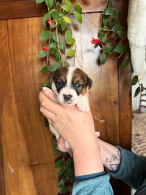 Les chiots de Jack Russell Terrier
