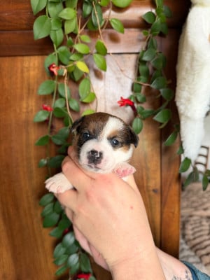 Les chiots de Jack Russell Terrier