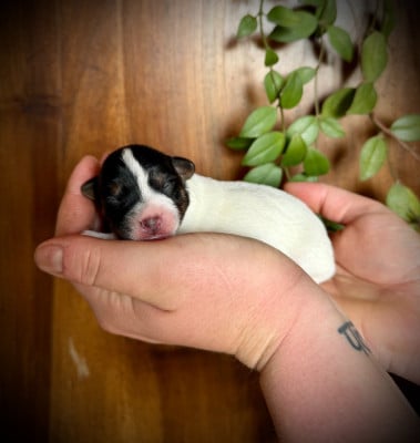 Les chiots de Jack Russell Terrier