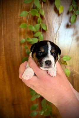 Les chiots de Jack Russell Terrier
