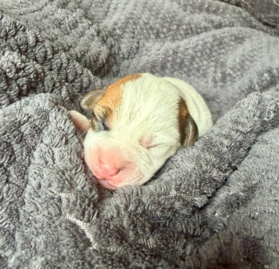 Les chiots de Jack Russell Terrier