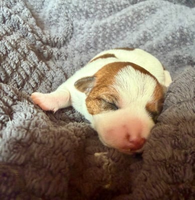 Les chiots de Jack Russell Terrier