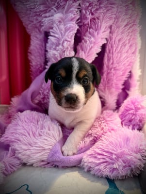 Les chiots de Jack Russell Terrier