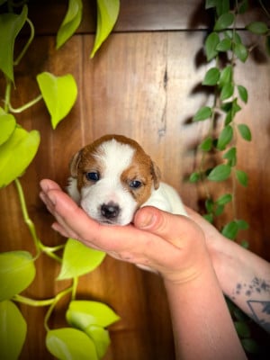 Les chiots de Jack Russell Terrier