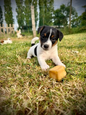 Les chiots de Jack Russell Terrier
