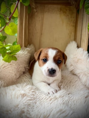 Les chiots de Jack Russell Terrier