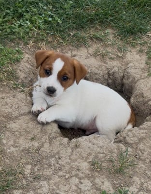 Les chiots de Jack Russell Terrier