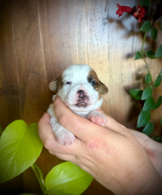 Les chiots de Jack Russell Terrier
