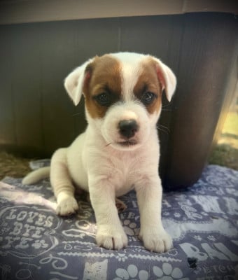 Les chiots de Jack Russell Terrier
