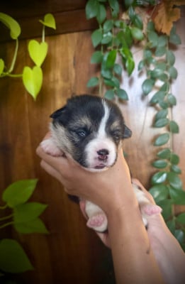 Les chiots de Welsh Corgi Pembroke
