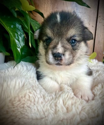 Les chiots de Welsh Corgi Pembroke