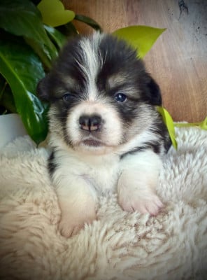 Les chiots de Welsh Corgi Pembroke