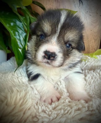 Les chiots de Welsh Corgi Pembroke