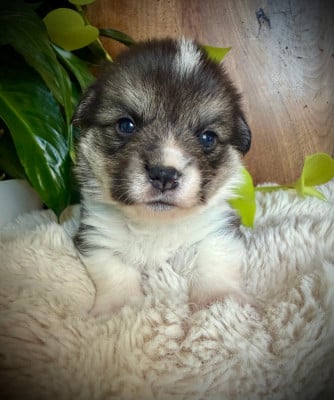 Les chiots de Welsh Corgi Pembroke