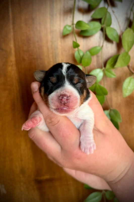 Jack Russell Terrier - De L'arche De Chambord