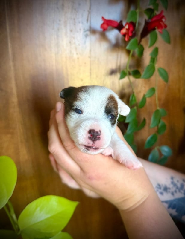 Jack Russell Terrier - De L'arche De Chambord