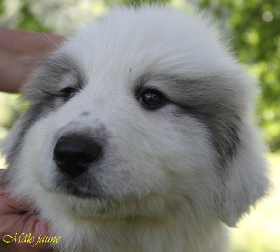 Les chiots de Chien de Montagne des Pyrenees