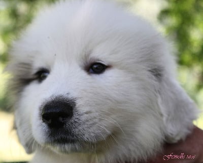 Les chiots de Chien de Montagne des Pyrenees