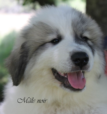 Les chiots de Chien de Montagne des Pyrenees