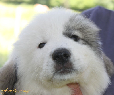 Les chiots de Chien de Montagne des Pyrenees