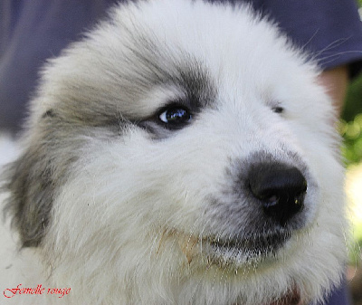 Les chiots de Chien de Montagne des Pyrenees