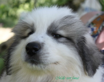 Les chiots de Chien de Montagne des Pyrenees