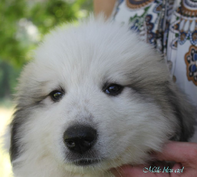 Les chiots de Chien de Montagne des Pyrenees