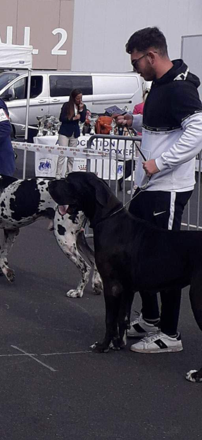 Si alla vita Des Champions du Soleil - 1er Excellent CAC Meilleur de Sexe Opposé