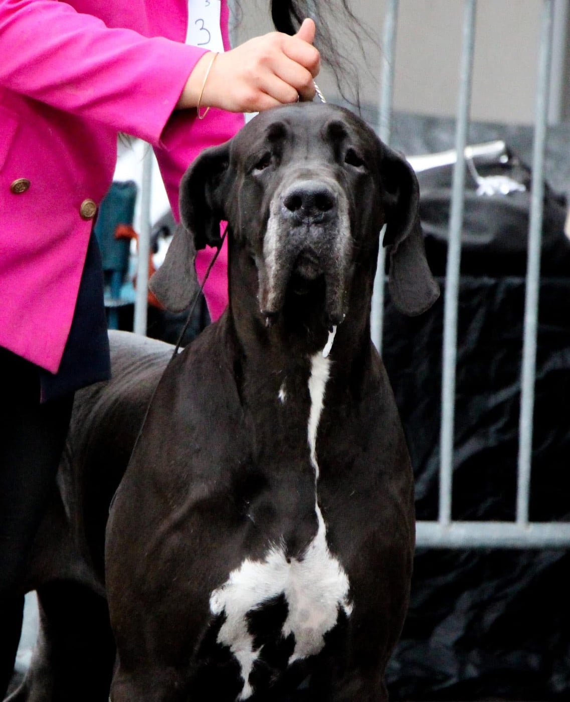 Si alla vita Des Champions du Soleil - 1er Excellent CAC Meilleur de Sexe Opposé