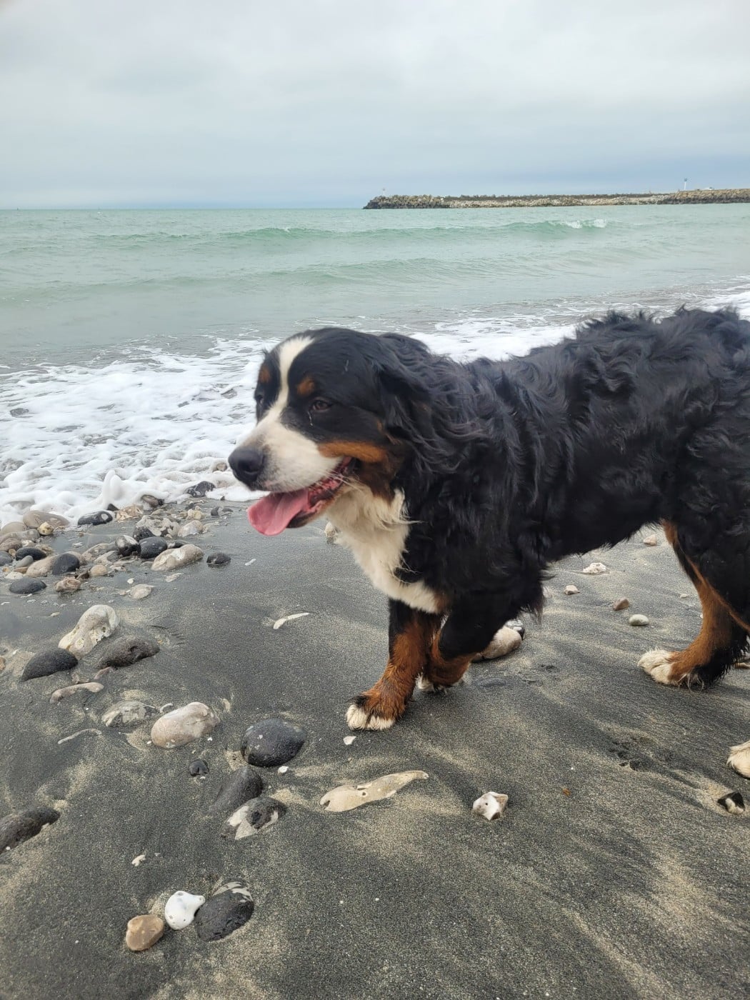 Publication : Des Anges D'ambre