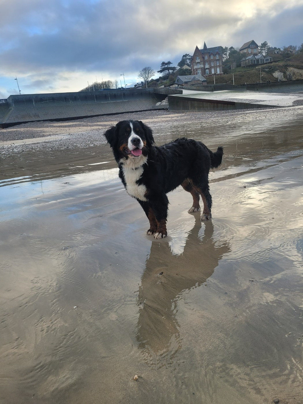 Publication : Des Anges D'ambre