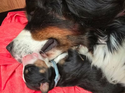 Les chiots de Bouvier Bernois