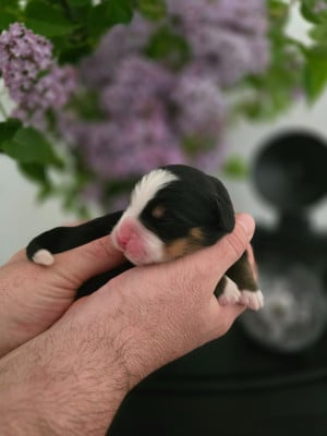 Les chiots de Bouvier Bernois