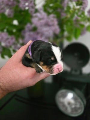 Les chiots de Bouvier Bernois
