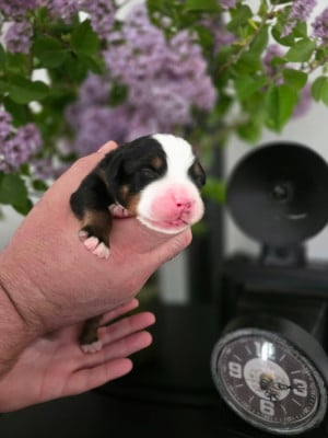 Les chiots de Bouvier Bernois