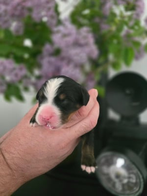 Les chiots de Bouvier Bernois