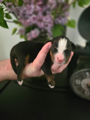 Les chiots de Bouvier Bernois