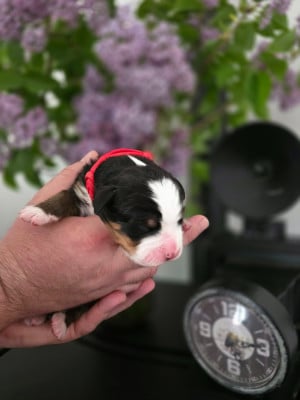 Les chiots de Bouvier Bernois