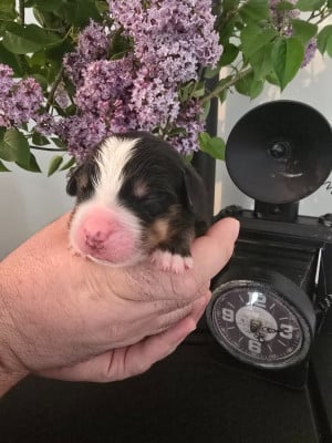 Les chiots de Bouvier Bernois