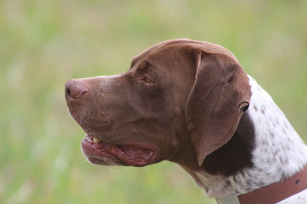 Texas de la veyradeyre