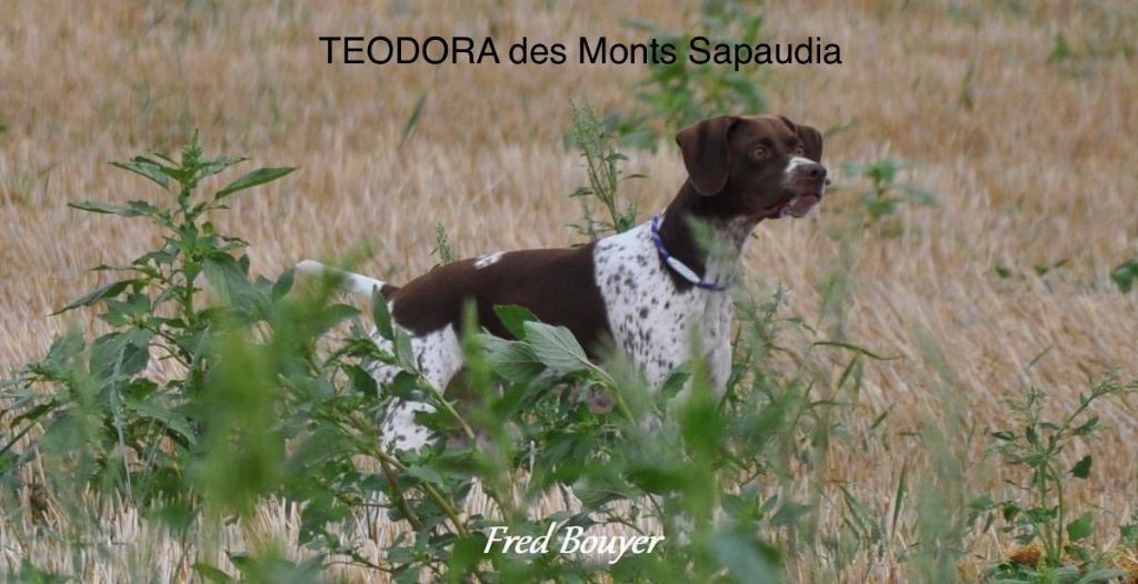 Teodora des monts sapaudia