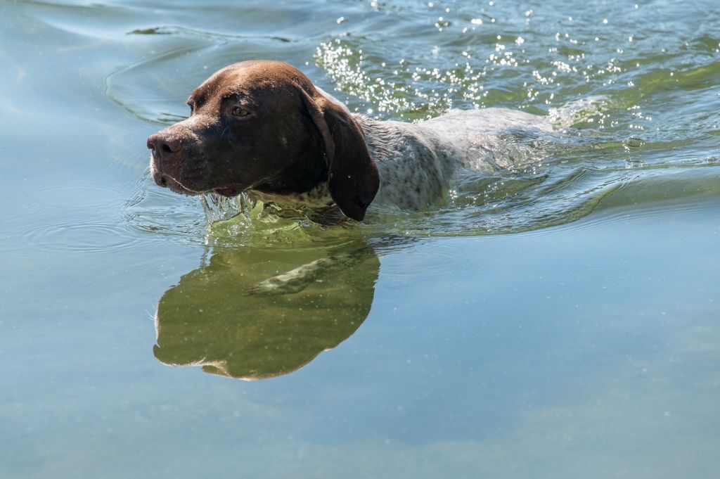 Texas de la veyradeyre