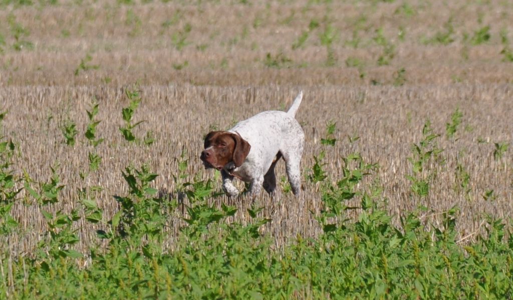 Texas de la veyradeyre