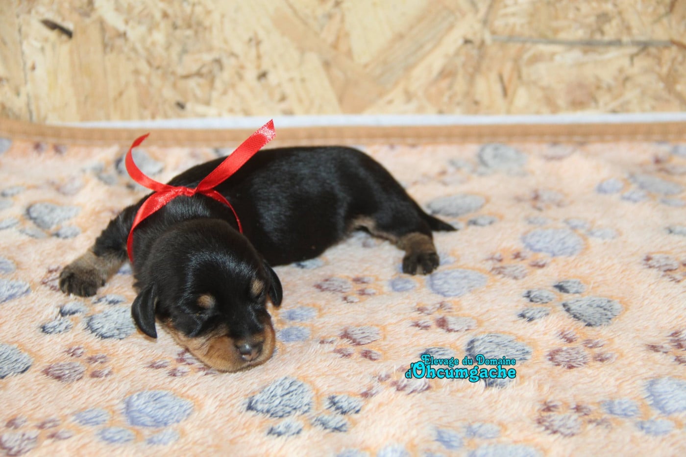 femelle noir et feu collier rouge - Teckel poil dur